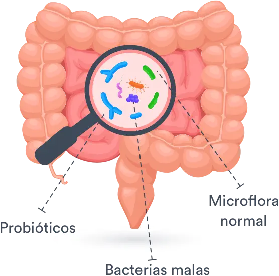 Imagen del intestino observada a través de una lupa que muestra probióticos, bacterias malas y microflora normal